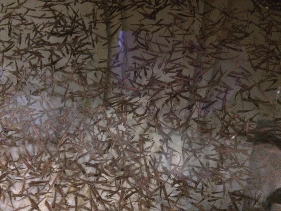 csuka_telepites_7.jpg
